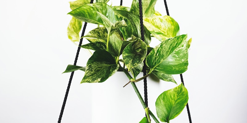 英格兰足球超级联赛比赛现场，球迷热烈欢呼，球场气氛火爆